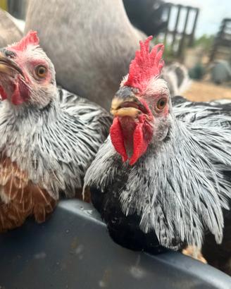 Galline