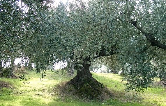 Loreto Aprutino, Terreno con olivo e Frutta - Vista 2
