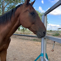 Cavallo da compagnia