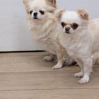 Chihuhua femmine con pedigree