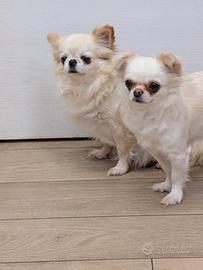 Chihuhua femmine con pedigree