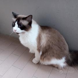Ragdoll