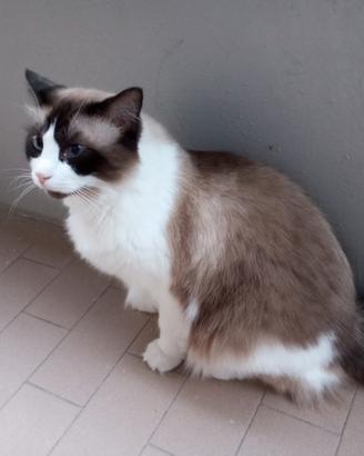 Ragdoll