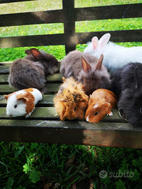 Coniglietti e porcellini dindia