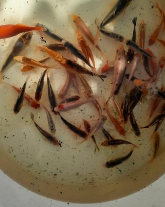 Carpe koi