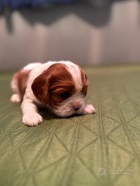 Cavalier King