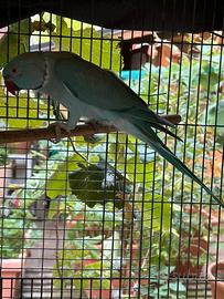 Parrocchetto dal collare maschio 2023