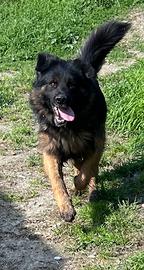 Pastore tedesco, maschio ADOZIONE ADOZIONE