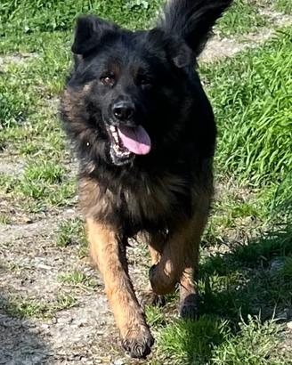 Pastore tedesco, maschio ADOZIONE ADOZIONE