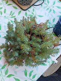 piante da balcone 