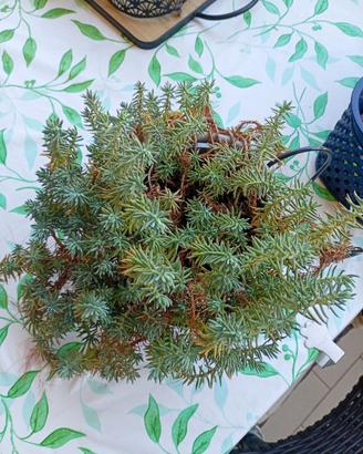piante da balcone 