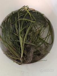 Piante Acquario Vallisneria Vere Facili Sfondo