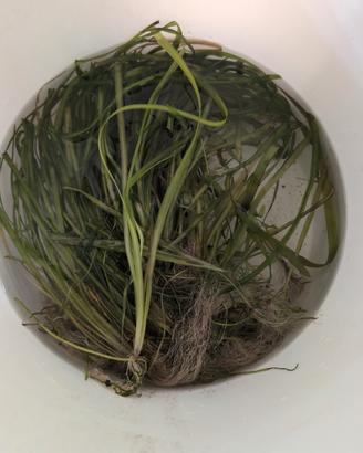 Piante Acquario Vallisneria Vere Facili Sfondo