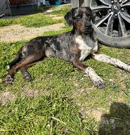 Cane femmina 1 anno incrocio bracco