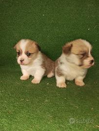 Cuccioli Corgi