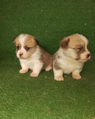 Cuccioli Corgi