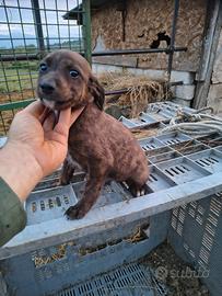 Cuccioli segugi maremmani