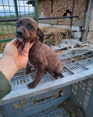 Cuccioli segugi maremmani