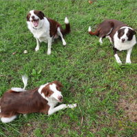 Cuccioli di border collie