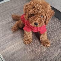 Barboncini toy - mini toy - nani