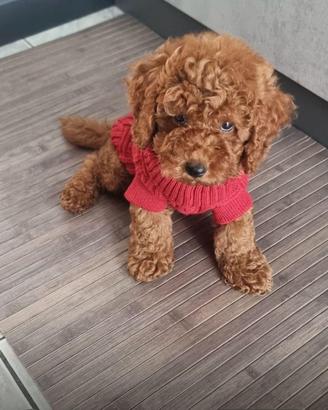 Barboncini toy - mini toy - nani