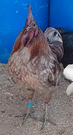 Gallo