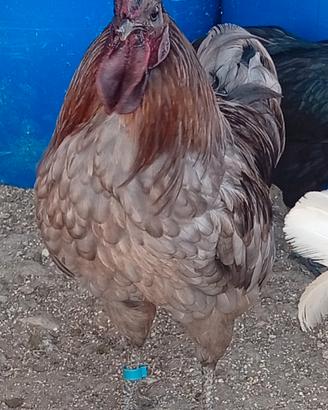 Gallo