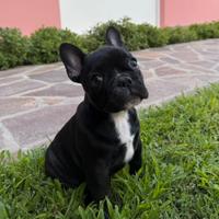 Mini cuccioli bulldog francese
