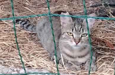 Una casa per Sally, micia cucciola