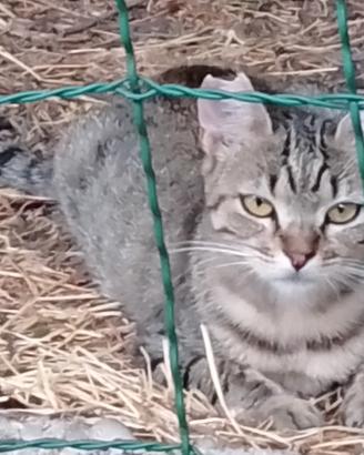 Una casa per Sally, micia cucciola
