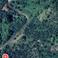 GENAZZANO Uliveto 150 piante (ROSCIOLA.)