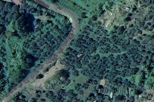 GENAZZANO Uliveto 150 piante (ROSCIOLA.)