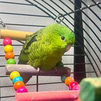 Bolborhynchus lineola pappagallino barrato