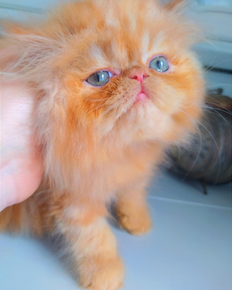 Cuccioli di persiano