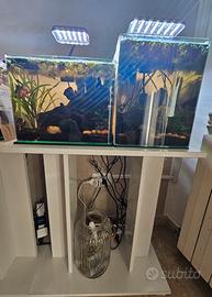 Acquari con betta