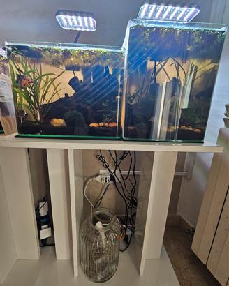Acquari con betta