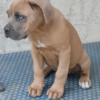 Cane Corso