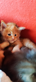 Cuccioli di Maine coon