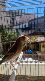 Incardellato maschio