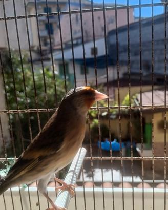 Incardellato maschio