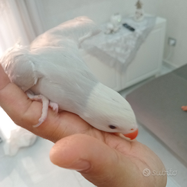 Parrocchetto dal collare