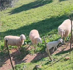 Gruppo di pecore bergamasche originali