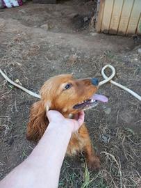 Cocker femmina 1 anno