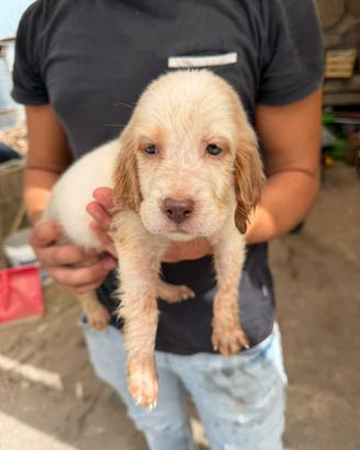 Cuccioli di Setter