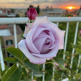 Rosa Blue Monday ( Blu Moon), rara rosa LILLA