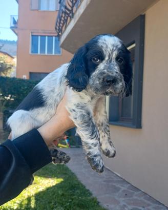 Cuccioli Springer-Coker