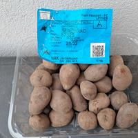 Patata da seme viola Bergerac