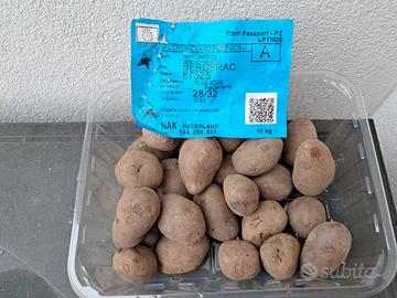 Patata da seme viola Bergerac