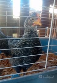 Pulcinotti marans oliver egger