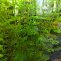 Piante acquatiche acquario